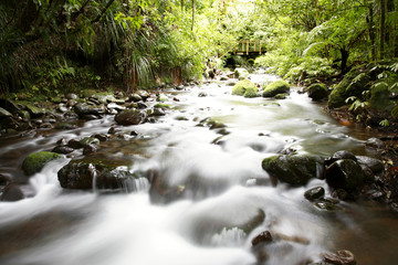 Canvas Print - Stream