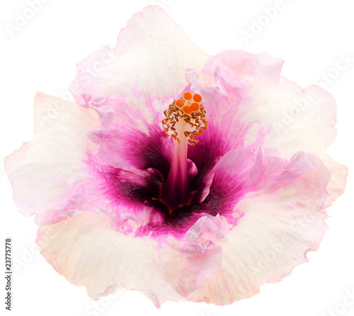 Fleur Rose Pastel Hibiscus Fond Blanc Buy This Stock