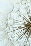 Fototapeta Dmuchawce - Close-up of dandelion seed