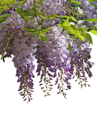 Sticker - glycine mauve