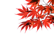 Isolated Red Japanese Maple