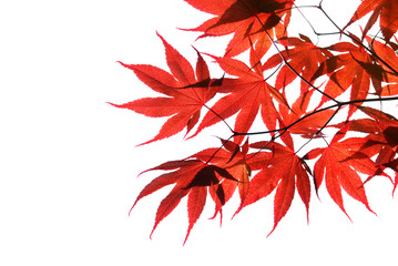 isolated red japanese maple