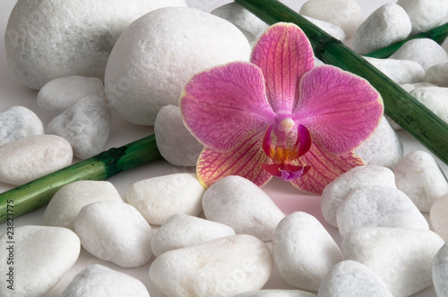 Obraz w ramie Orchidee, Kieselsteine und Bambus
