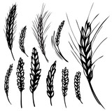 Fototapeta  - Rye, wheat