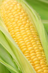 Poster - corn