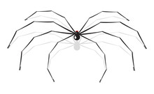 Vector Illustration Of A Spider