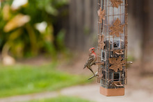 House Finch. House Finch Bird Balancing On A Hanging Bird Feeder