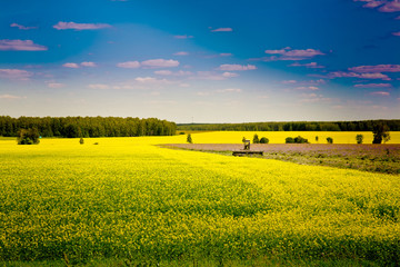 Beautiful summer landscape with blossoming field