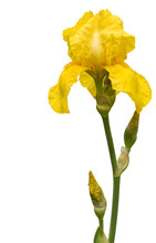 Isolated Yellow  Iris