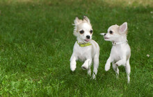 Two Chihuahua Puppies Running Synchronously
