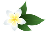 Vector illustration of frangipani with leaves
