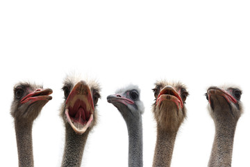 five ostrich heads