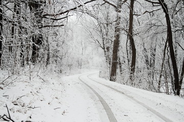 Wall Mural - Snow Covered Road
