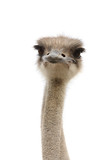 Fototapeta Mapy - young female ostrich isolated