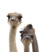 Three Funny Ostrich Heads Isolated