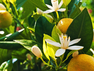 Wall Mural - Kalamondin Mandarine mit Frucht und Blüte