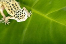 Gecko Portrait On Leaf