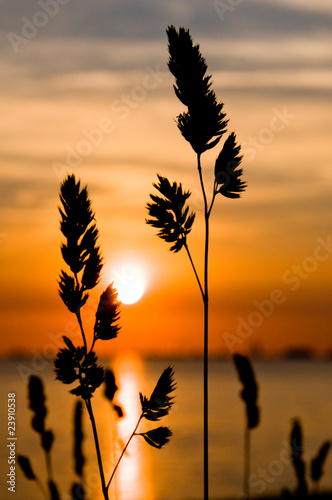 Obraz w ramie Gräser am Strand bei Sonnenuntergang