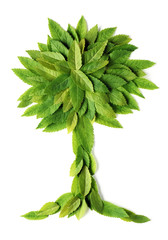 Wall Mural - leaves in the shape of a tree