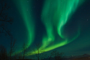 Wall Mural - northern lights swirling in the night sky