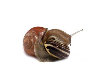 snail