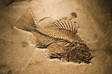 fossil