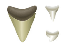 Shark's Teeth | Megalodon - Fossil, Great White, Tiger