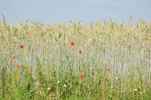 Field edge of a corn field with blue cornflowers and red poppies