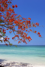 Red Flower Tree Hanging Over The Blue Sea.