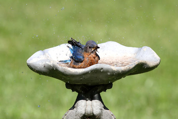 Eastern Bluebird