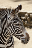 Fototapeta Sawanna - Grevy's Zebra