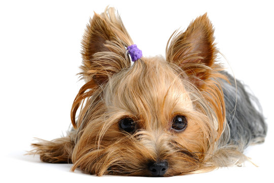 Fototapete -  - Yorkshire terrier