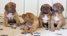Puppy Dogue De Bordeaux Mastiff