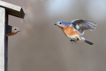 Aufkleber - Pair Of Bluebirds