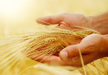 Wall Mural - Wheat.Harvest concept