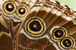 Part of butterfly wing blue Morpho