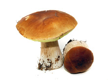 Porcini Mushroom (Boletus Edulis) Aka Bolete Or Penny Bun Isolat