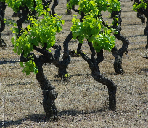 Ceps de vignes Acheter cette photo libre de droit et découvrir des images similaires sur Adobe