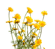 Yellow Daisies, Isolated