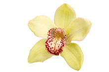 Closeup Of Yellow Orchid