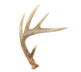 angled whitetail deer antler
