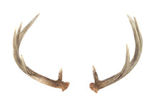 Rear View Of Whitetail Deer Antlers