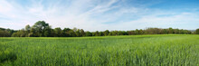 Green Barley Panoramic Field