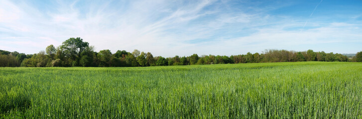 Green barley panoramic field