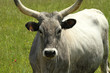 chianina cow, typical for Tuscany