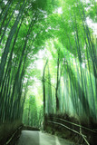 Fototapeta Bambus - 竹林