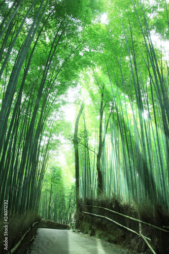 Naklejka dekoracyjna Droga w lesie bambusowym