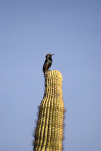 Bird On Cactus