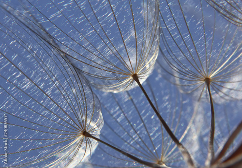 Fototapeta na wymiar Pusteblume, blowball seed