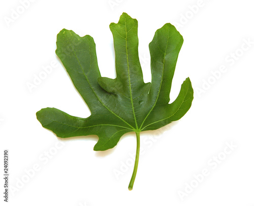 Foglia Di Fico Buy This Stock Photo And Explore Similar Images At Adobe Stock Adobe Stock